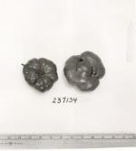 Click for 1 image(s) for this accession. FRUIT